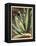 Graphic Aloe II-Vision Studio-Framed Stretched Canvas