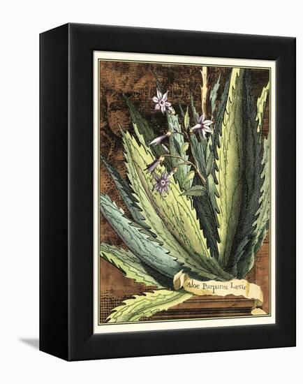 Graphic Aloe II-Vision Studio-Framed Stretched Canvas