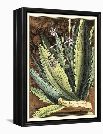 Graphic Aloe II-Vision Studio-Framed Stretched Canvas