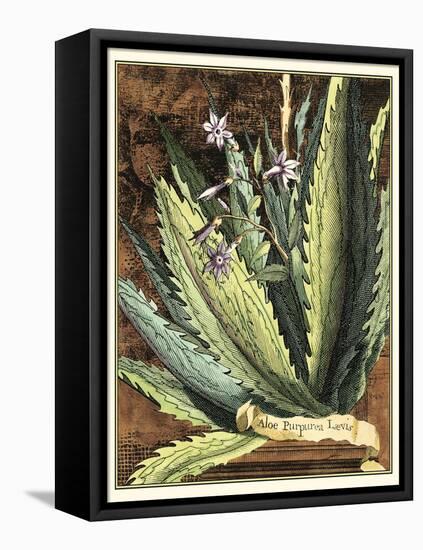 Graphic Aloe II-Vision Studio-Framed Stretched Canvas