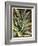 Graphic Aloe III-Vision Studio-Framed Art Print