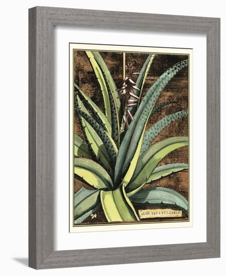 Graphic Aloe III-Vision Studio-Framed Art Print