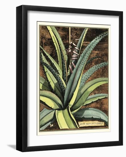 Graphic Aloe III-Vision Studio-Framed Art Print