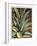 Graphic Aloe III-Vision Studio-Framed Art Print