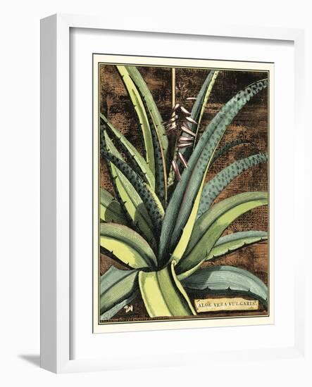 Graphic Aloe III-Vision Studio-Framed Art Print