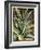 Graphic Aloe III-Vision Studio-Framed Art Print