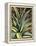 Graphic Aloe III-Vision Studio-Framed Stretched Canvas