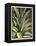 Graphic Aloe III-Vision Studio-Framed Stretched Canvas