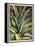 Graphic Aloe III-Vision Studio-Framed Stretched Canvas