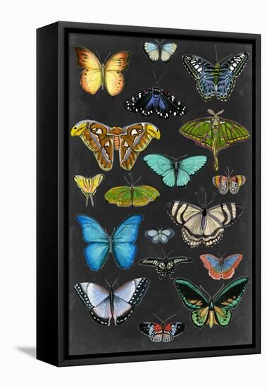 Graphic Butterfly Taxonomy I-Naomi McCavitt-Framed Stretched Canvas