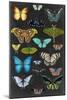 Graphic Butterfly Taxonomy I-Naomi McCavitt-Mounted Art Print