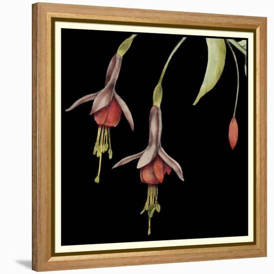 Graphic Fuchsia III-Jennifer Goldberger-Framed Stretched Canvas