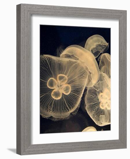 Graphic Jellyfish I-Vision Studio-Framed Art Print