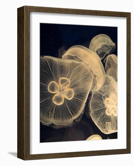 Graphic Jellyfish I-Vision Studio-Framed Art Print