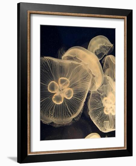 Graphic Jellyfish I-Vision Studio-Framed Art Print