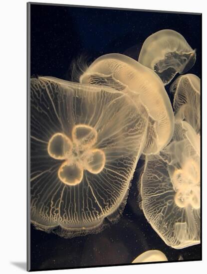 Graphic Jellyfish I-Vision Studio-Mounted Art Print