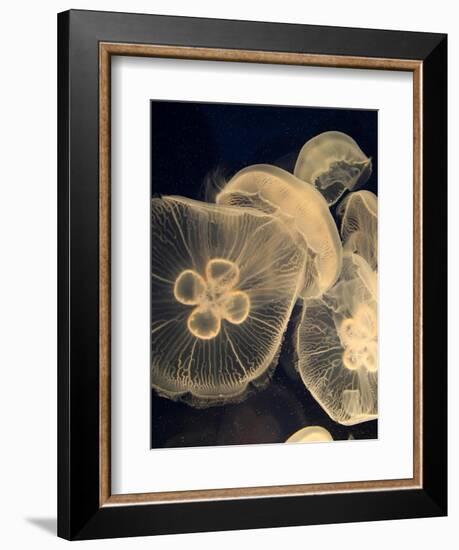 Graphic Jellyfish I-Vision Studio-Framed Art Print