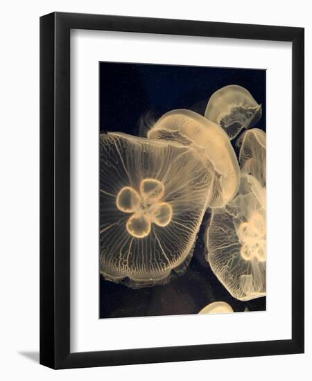 Graphic Jellyfish I-Vision Studio-Framed Art Print