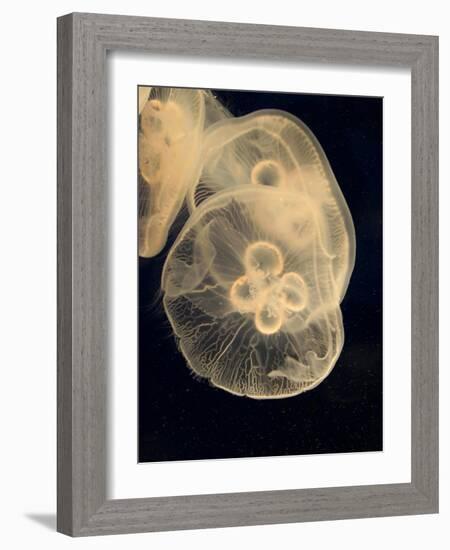 Graphic Jellyfish II-Vision Studio-Framed Art Print