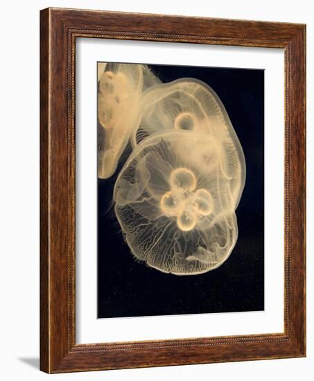 Graphic Jellyfish II-Vision Studio-Framed Art Print