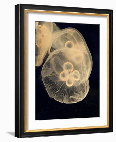 Graphic Jellyfish II-Vision Studio-Framed Art Print