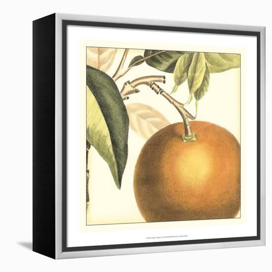 Graphic Orange-Vision Studio-Framed Stretched Canvas