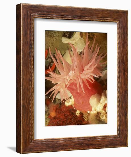 Graphic Sea Anemone I-Vision Studio-Framed Art Print