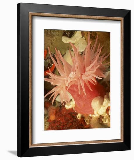 Graphic Sea Anemone I-Vision Studio-Framed Art Print