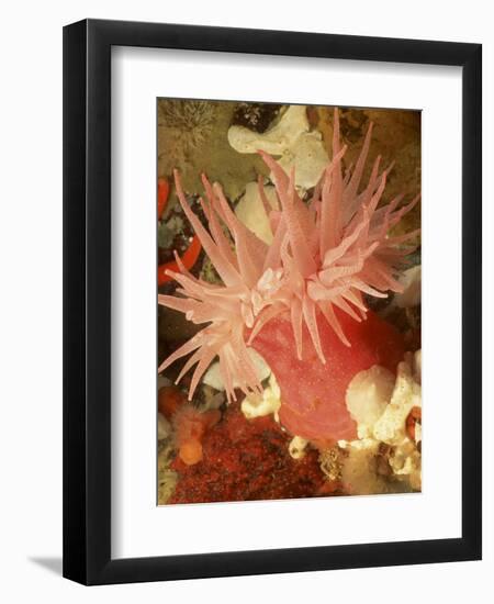 Graphic Sea Anemone I-Vision Studio-Framed Art Print