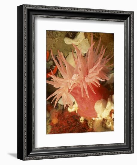 Graphic Sea Anemone I-Vision Studio-Framed Art Print