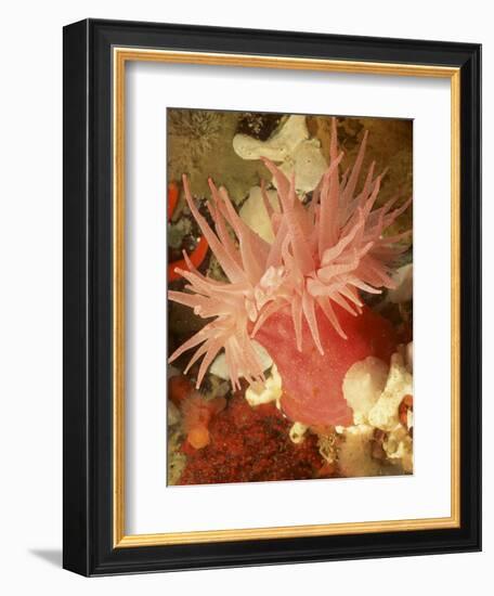 Graphic Sea Anemone I-Vision Studio-Framed Art Print