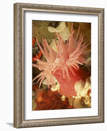 Graphic Sea Anemone I-Vision Studio-Framed Art Print