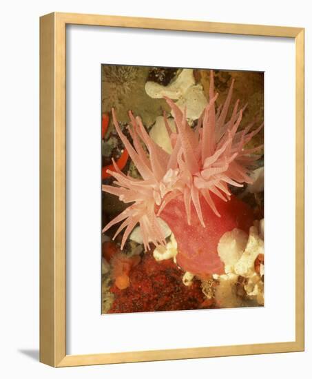 Graphic Sea Anemone I-Vision Studio-Framed Art Print