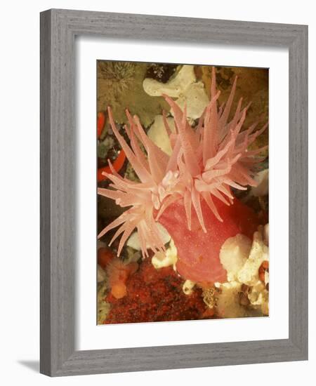 Graphic Sea Anemone I-Vision Studio-Framed Art Print