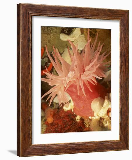 Graphic Sea Anemone I-Vision Studio-Framed Art Print