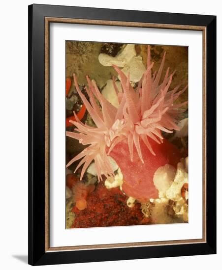 Graphic Sea Anemone I-Vision Studio-Framed Art Print