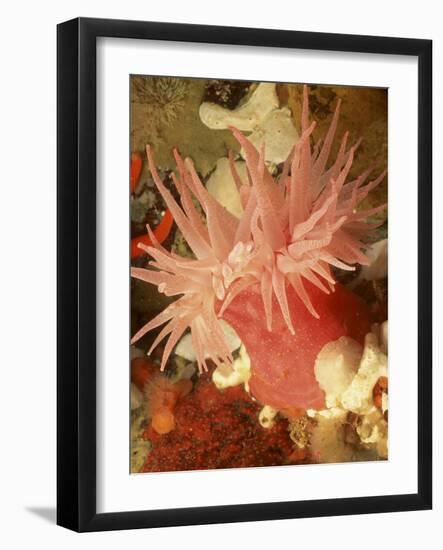 Graphic Sea Anemone I-Vision Studio-Framed Art Print