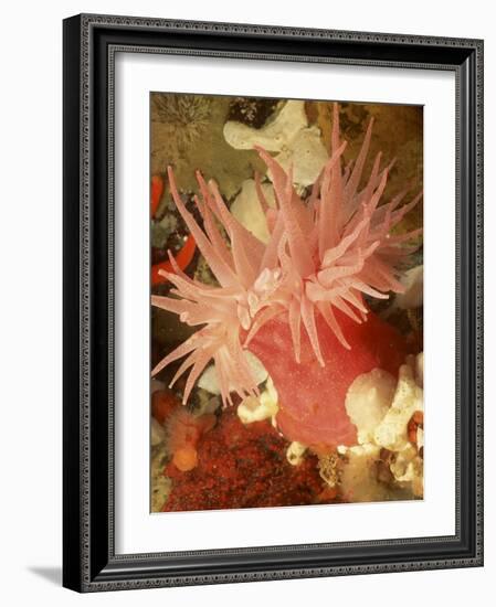 Graphic Sea Anemone I-Vision Studio-Framed Art Print