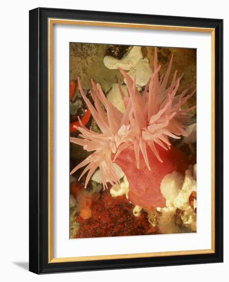 Graphic Sea Anemone I-Vision Studio-Framed Art Print