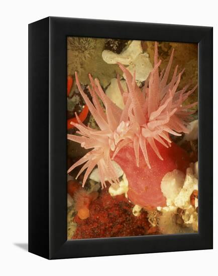 Graphic Sea Anemone I-Vision Studio-Framed Stretched Canvas