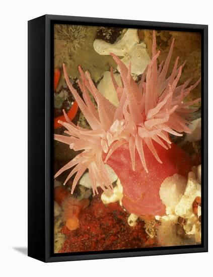 Graphic Sea Anemone I-Vision Studio-Framed Stretched Canvas