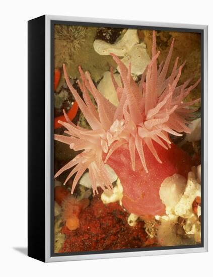 Graphic Sea Anemone I-Vision Studio-Framed Stretched Canvas
