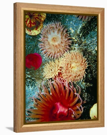 Graphic Sea Anemone III-Vision Studio-Framed Stretched Canvas