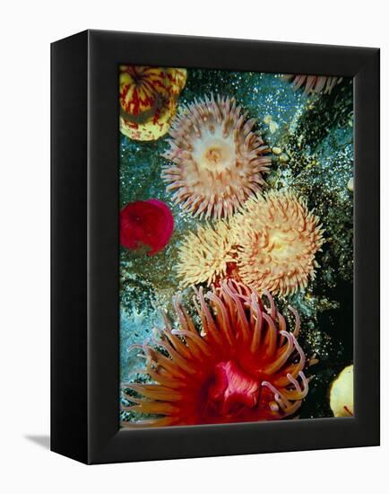 Graphic Sea Anemone III-Vision Studio-Framed Stretched Canvas