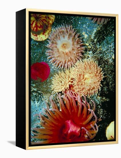 Graphic Sea Anemone III-Vision Studio-Framed Stretched Canvas