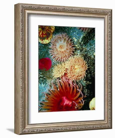 Graphic Sea Anemone III-Vision Studio-Framed Art Print