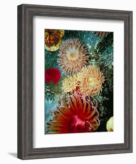 Graphic Sea Anemone III-Vision Studio-Framed Art Print