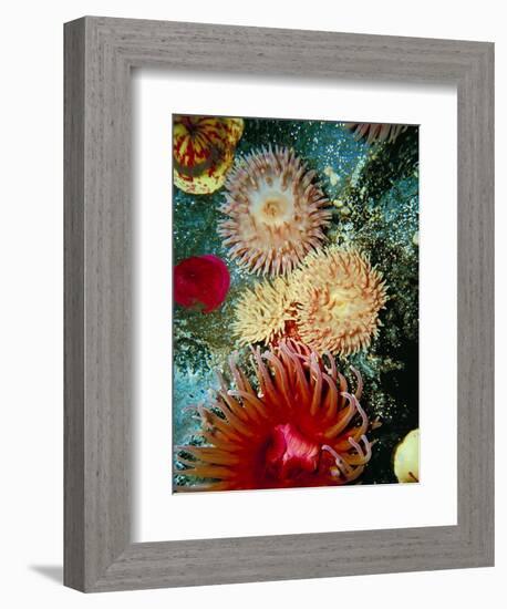 Graphic Sea Anemone III-Vision Studio-Framed Art Print