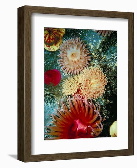 Graphic Sea Anemone III-Vision Studio-Framed Art Print