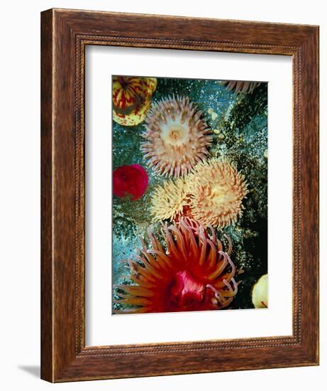 Graphic Sea Anemone III-Vision Studio-Framed Art Print